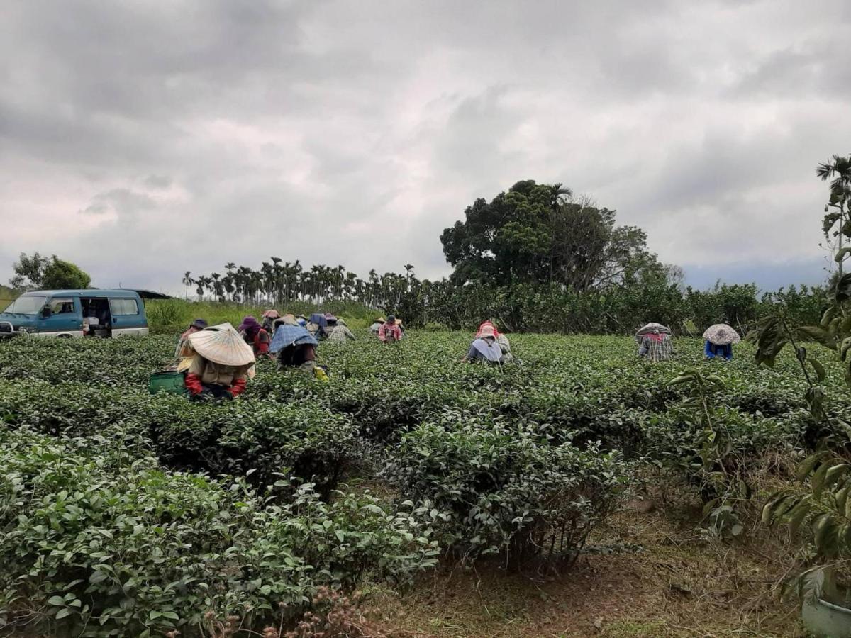 Dong Li Tea Homestay Ruisui Luaran gambar